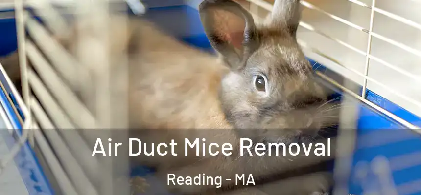  Air Duct Mice Removal Reading - MA